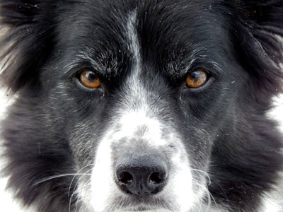 Karyne Milette dresseur de chien en contrôle de ses border collie