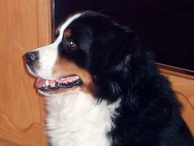 cours privé de dressage à domicile pour chiens